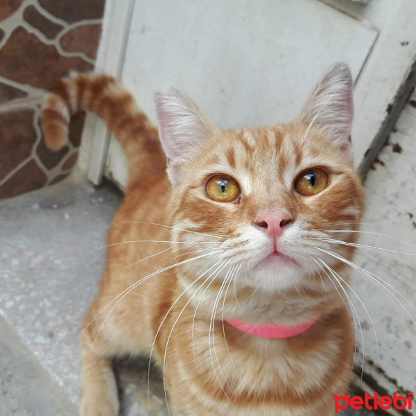 Tekir Kedi, Kedi  Lisa  fotoğrafı
