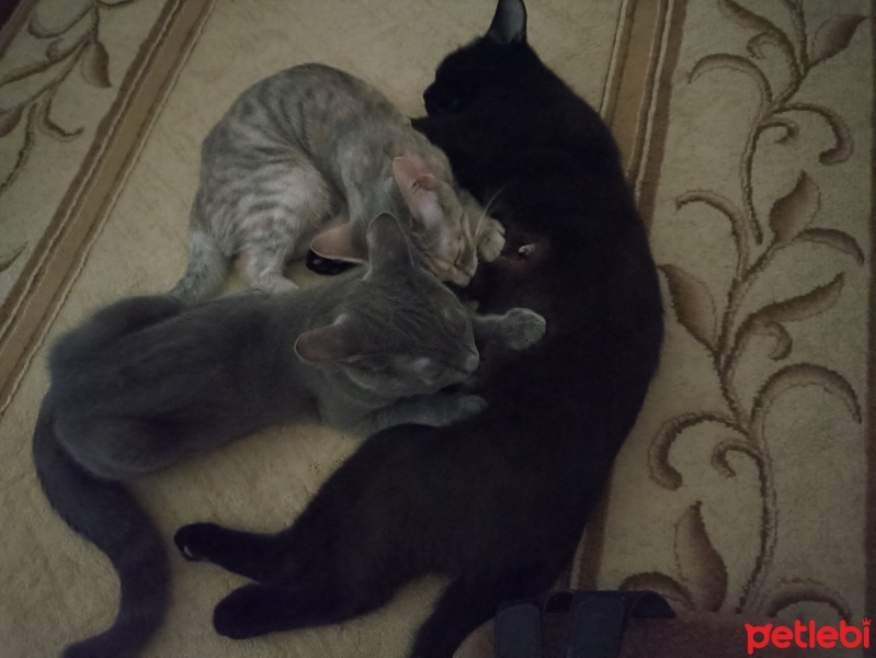 British Shorthair, Kedi  Zeytin fotoğrafı