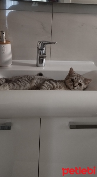 British Shorthair, Kedi  Karamel fotoğrafı