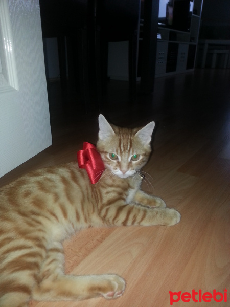 Australian Mist, Kedi  Admin fotoğrafı