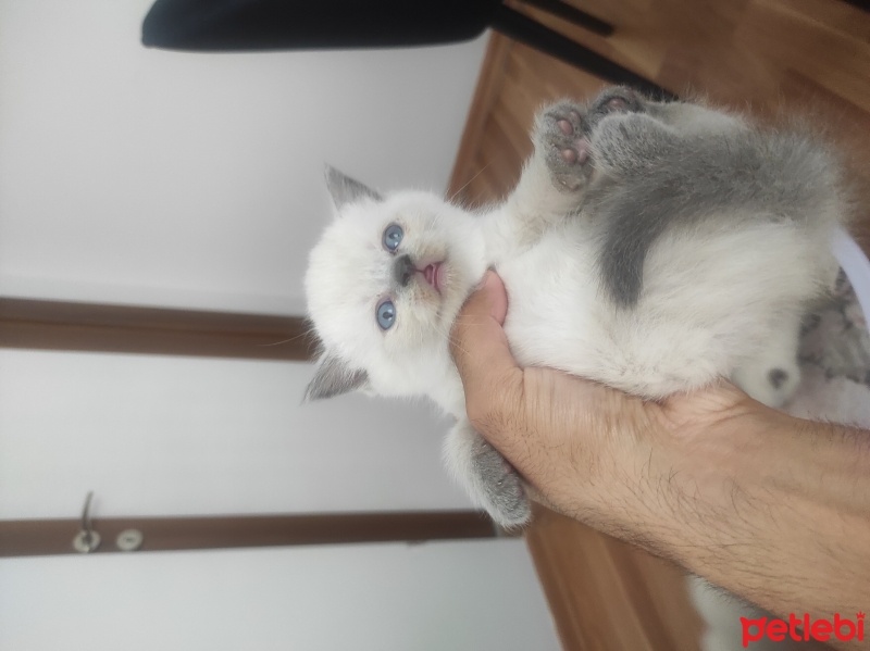 British Shorthair, Kedi  Çiko fotoğrafı