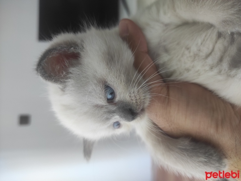 British Shorthair, Kedi  Çiko fotoğrafı
