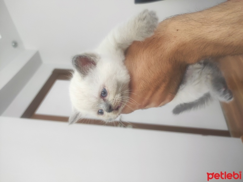 British Shorthair, Kedi  Çiko fotoğrafı