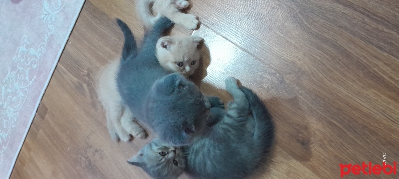 Scottish Fold, Kedi  Luna fotoğrafı