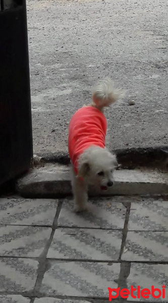 Maltese, Köpek  boncuk fotoğrafı