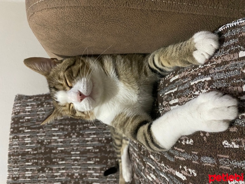 Tekir Kedi, Kedi  Şila fotoğrafı