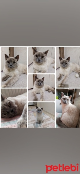 Colorpoint Shorthair, Kedi  Boncuk fotoğrafı