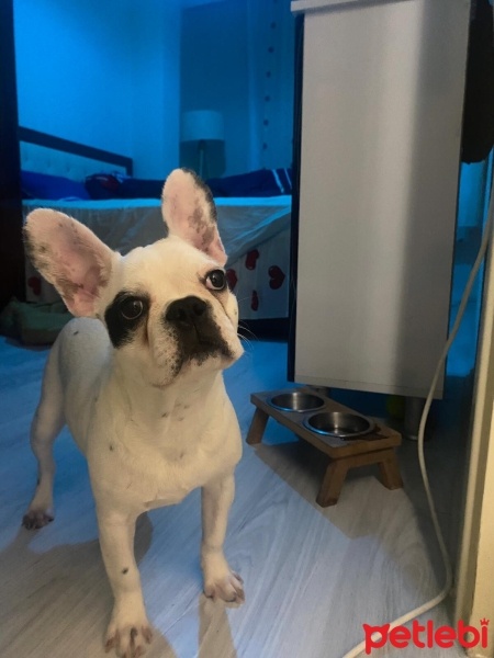 Fransız Bulldog, Köpek  GUFİ fotoğrafı