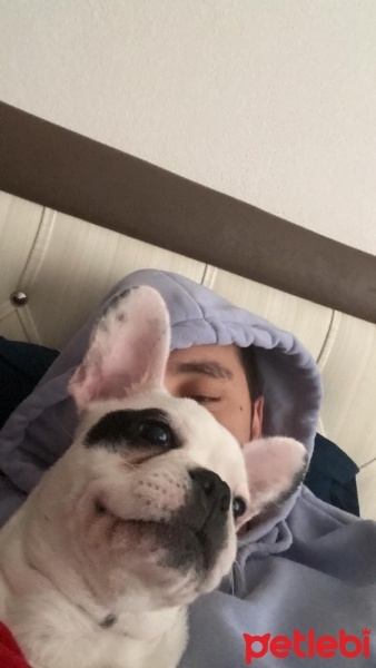 Fransız Bulldog, Köpek  GUFİ fotoğrafı
