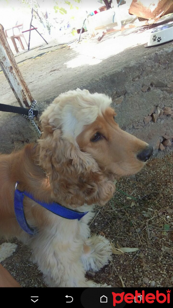 Amerikan Cocker Spaniel, Köpek  Cesi fotoğrafı