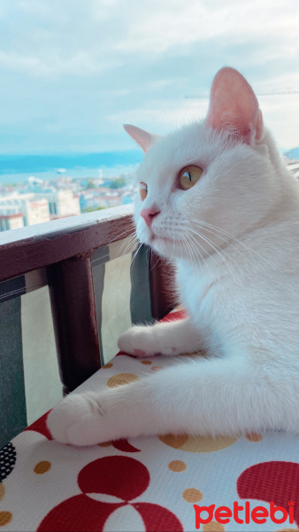 Tekir Kedi, Kedi  Mia fotoğrafı