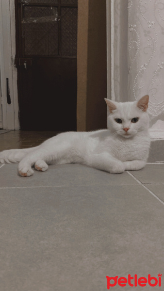 Tekir Kedi, Kedi  Mia fotoğrafı