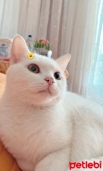 Tekir Kedi, Kedi  Mia fotoğrafı