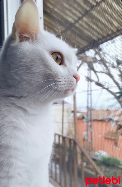 Tekir Kedi, Kedi  Mia fotoğrafı