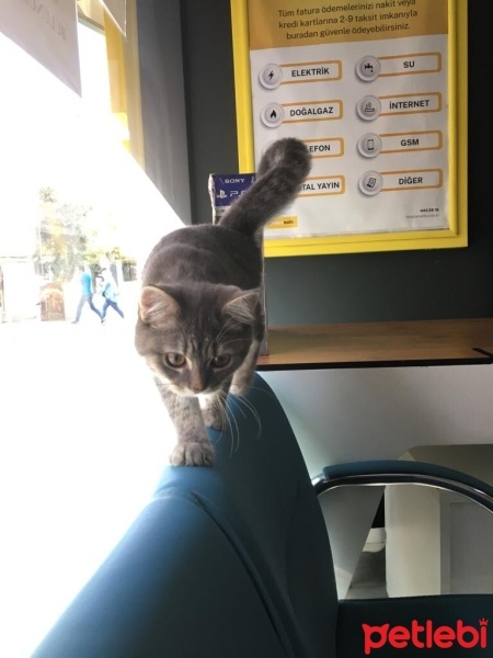British Longhair, Kedi  mia fotoğrafı