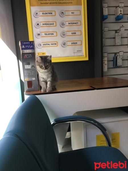 British Longhair, Kedi  mia fotoğrafı