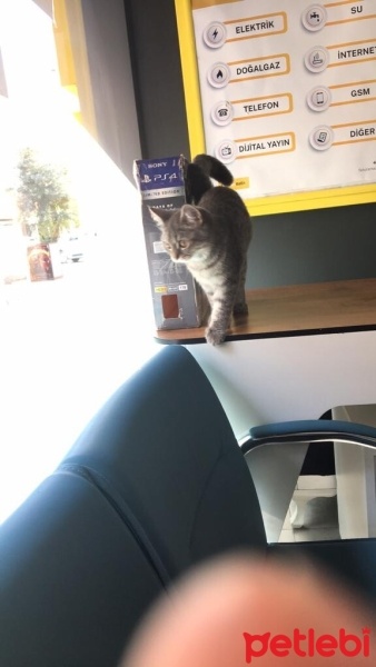 British Longhair, Kedi  mia fotoğrafı