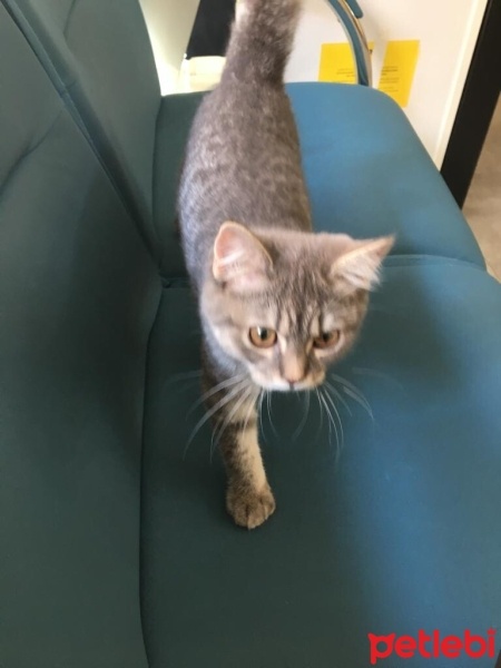 British Longhair, Kedi  mia fotoğrafı