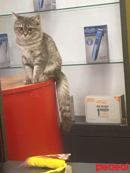 British Longhair, Kedi  mia fotoğrafı