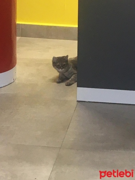 British Longhair, Kedi  mia fotoğrafı