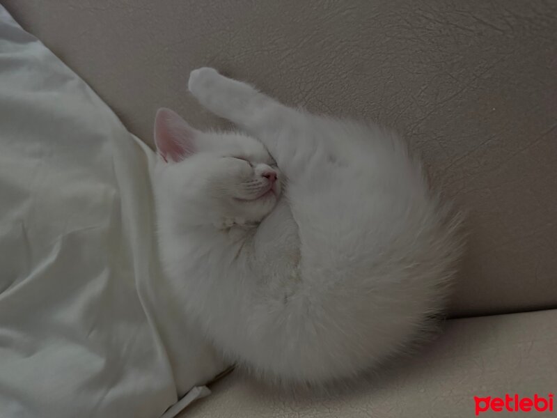 Scottish Fold, Kedi  Alan kişi belirled fotoğrafı