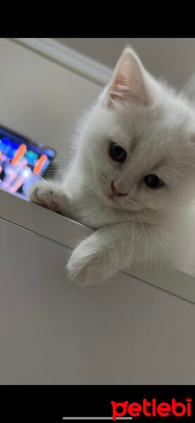 Scottish Fold, Kedi  Alan kişi belirled fotoğrafı