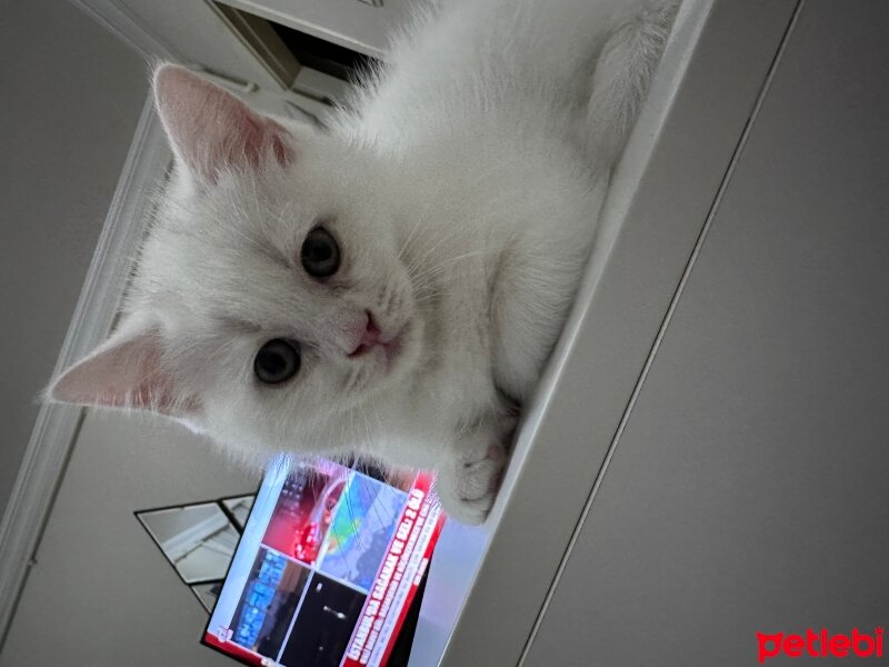 Scottish Fold, Kedi  Alan kişi belirled fotoğrafı