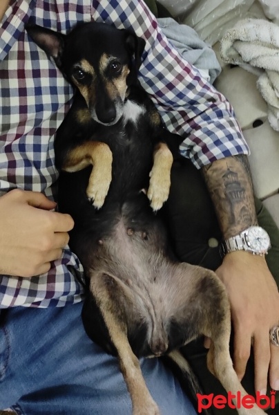 Chihuahua, Köpek  Maya fotoğrafı