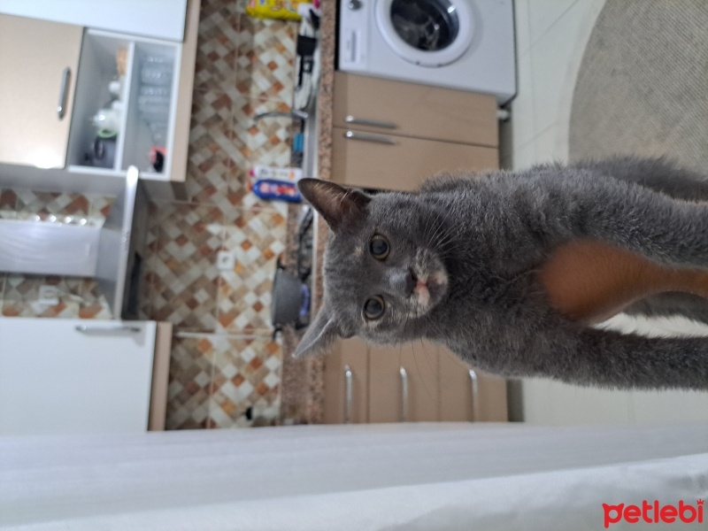Mavi Rus, Kedi  Mia fotoğrafı