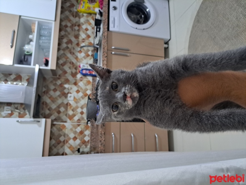 Mavi Rus, Kedi  Mia fotoğrafı