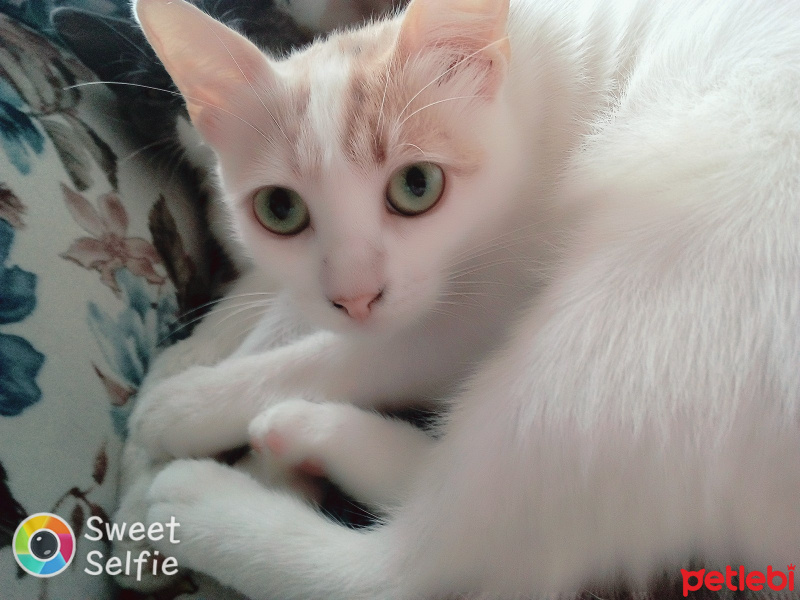 Tekir Kedi, Kedi  Pamuk fotoğrafı