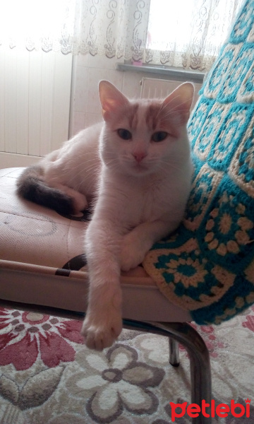 Tekir Kedi, Kedi  Pamuk fotoğrafı