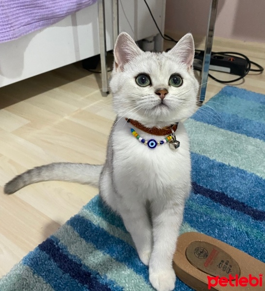 British Shorthair, Kedi  Minnoş fotoğrafı