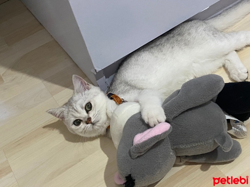 British Shorthair, Kedi  Minnoş fotoğrafı