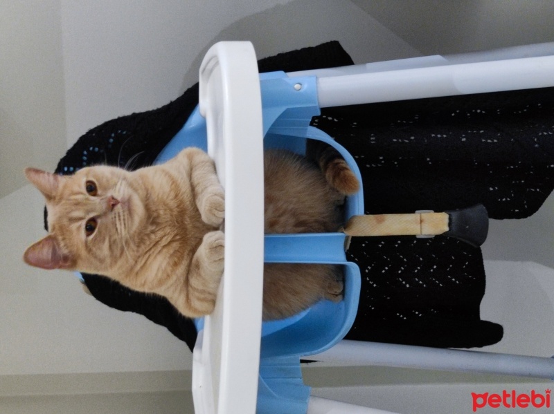 British Shorthair, Kedi  Çakıl fotoğrafı