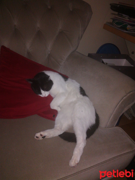 Mavi Rus, Kedi  Miço fotoğrafı