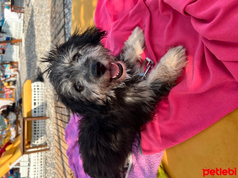 Maltese, Köpek  Para fotoğrafı