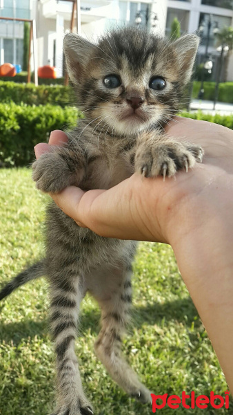 Tekir Kedi, Kedi  paşa fotoğrafı