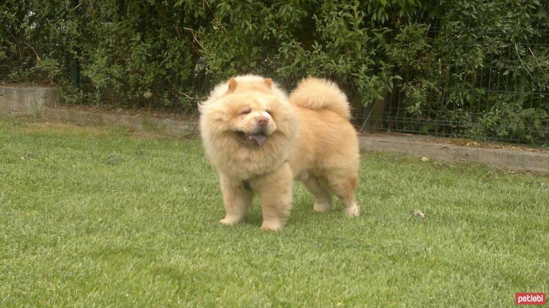 Chow Chow (çin Aslanı), Köpek  paşam fotoğrafı