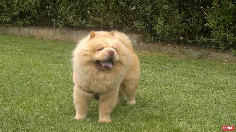 Chow Chow (çin Aslanı), Köpek  paşam fotoğrafı