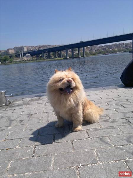 Chow Chow (çin Aslanı), Köpek  paşam fotoğrafı