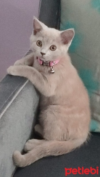 British Shorthair, Kedi  MİA fotoğrafı
