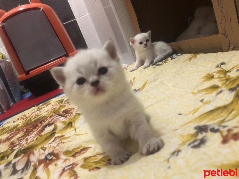 Scottish Fold, Kedi  Scotish fotoğrafı