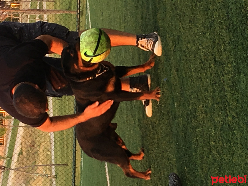 Rottweiler, Köpek  MELO fotoğrafı