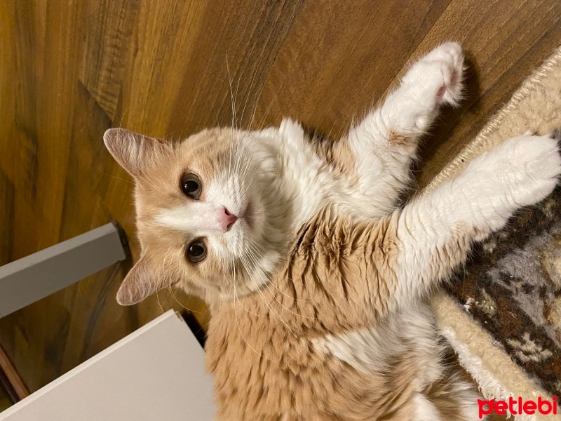 İran Kedisi (Persian), Kedi  Mia fotoğrafı