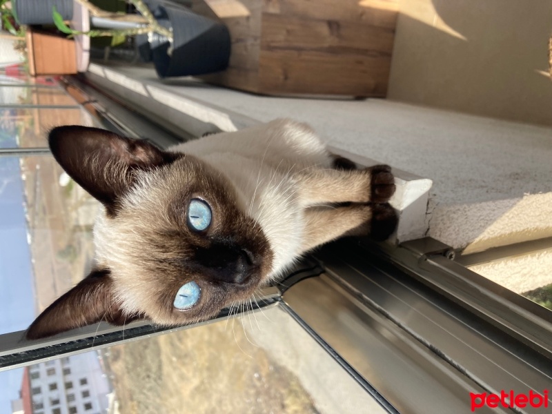 Siyam Kedisi, Kedi  mavi fotoğrafı