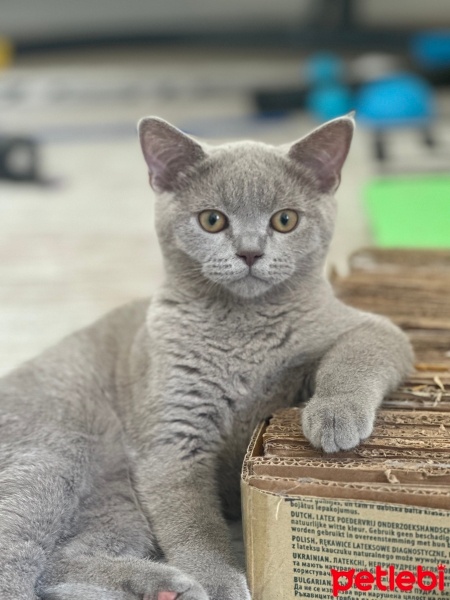 British Shorthair, Kedi  Lokum fotoğrafı