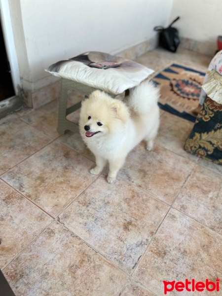 Pomeranyalı, Köpek  Miço fotoğrafı