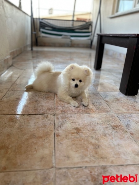 Pomeranyalı, Köpek  Miço fotoğrafı