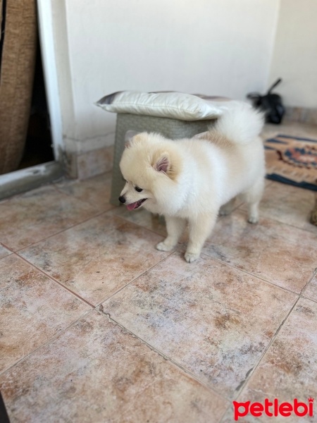 Pomeranyalı, Köpek  Miço fotoğrafı